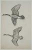 Sketch of Canada geese flying