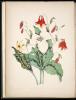 Painted lithograph of columbine, white trillium, and yellow adder's tongue